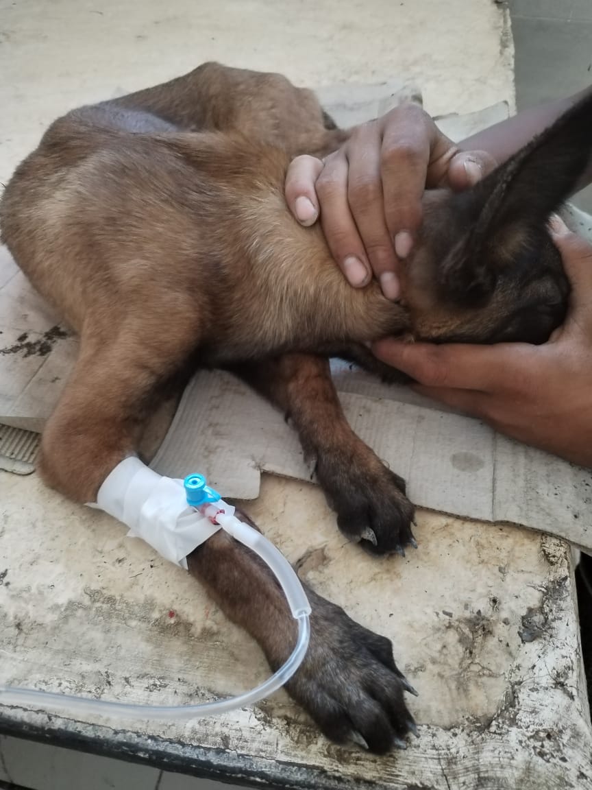 جانب من العمل داخل العيادة البيطرية، فيتو