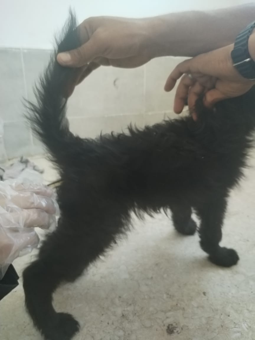 جانب من العمل داخل العيادة البيطرية، فيتو