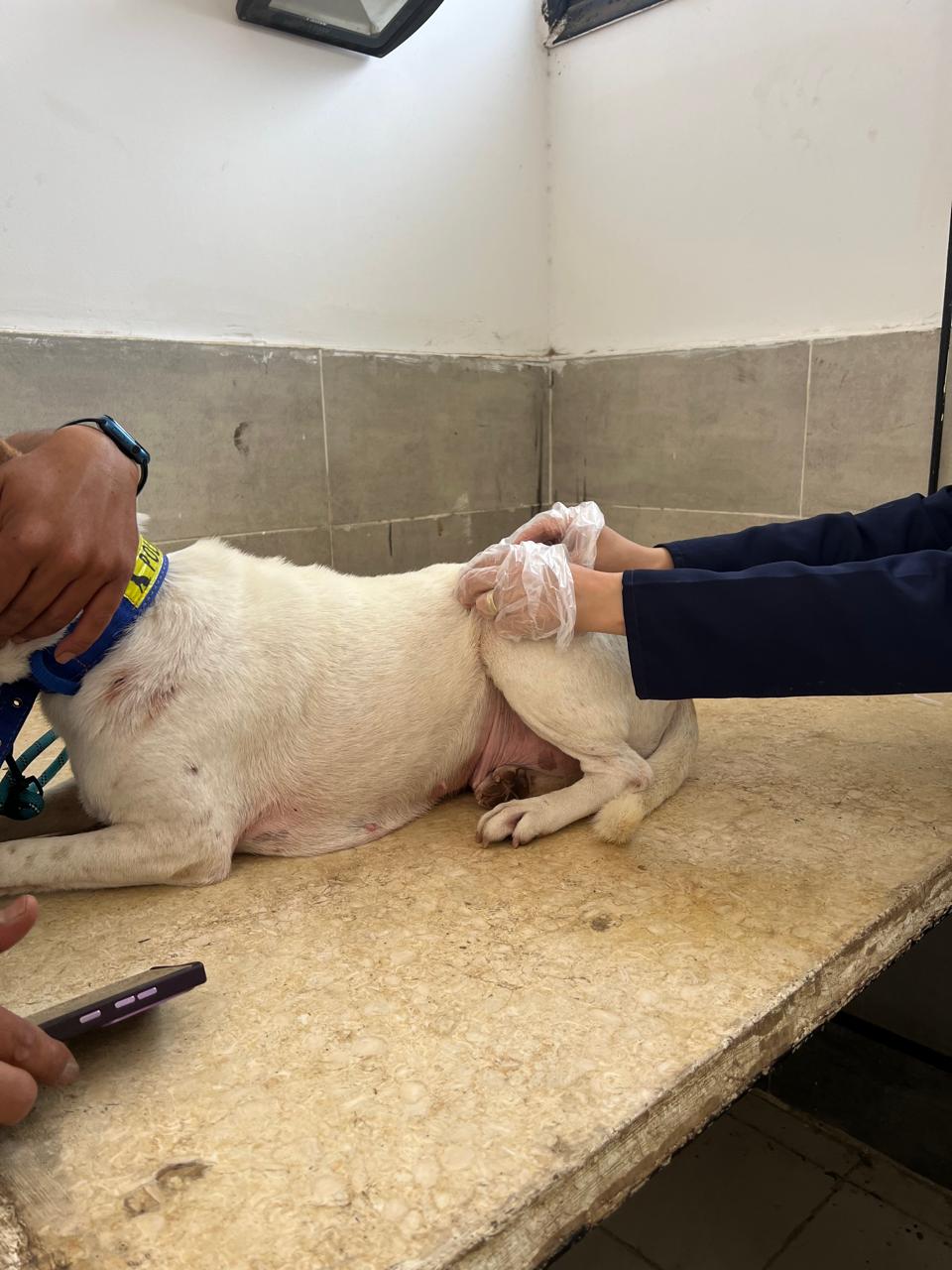 جانب من العمل داخل العيادة البيطرية، فيتو