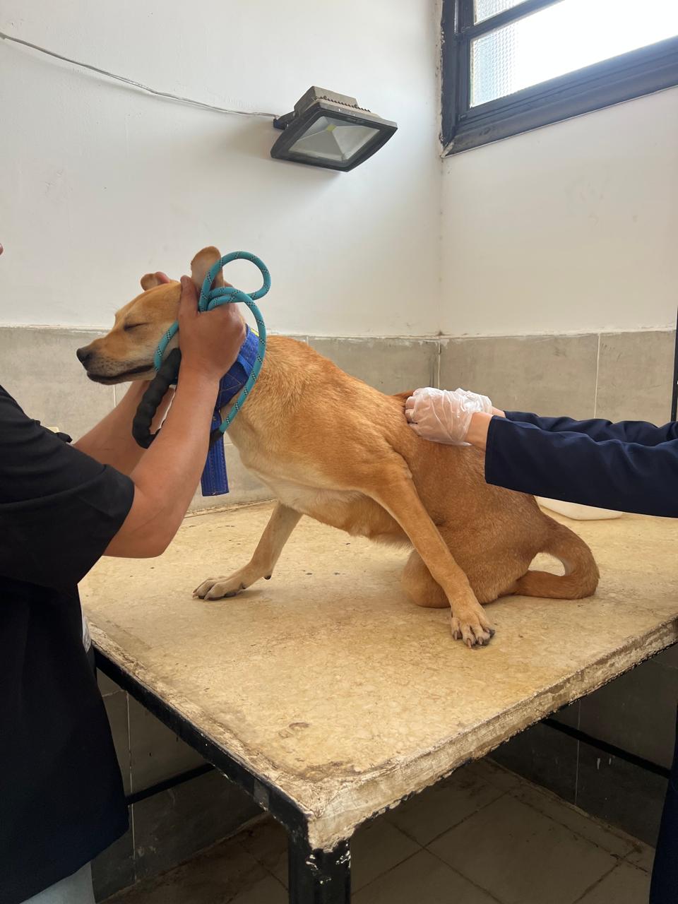 جانب من العمل داخل العيادة البيطرية، فيتو