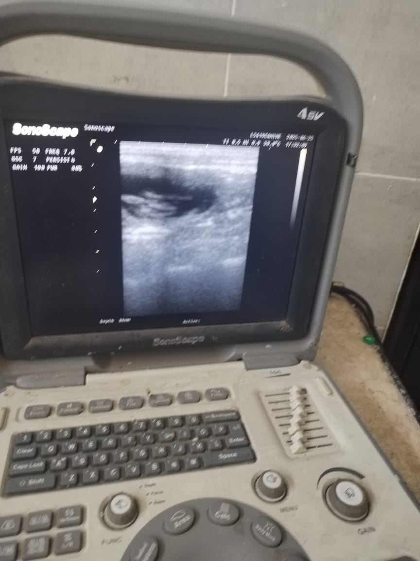 جانب من العمل داخل العيادة البيطرية، فيتو