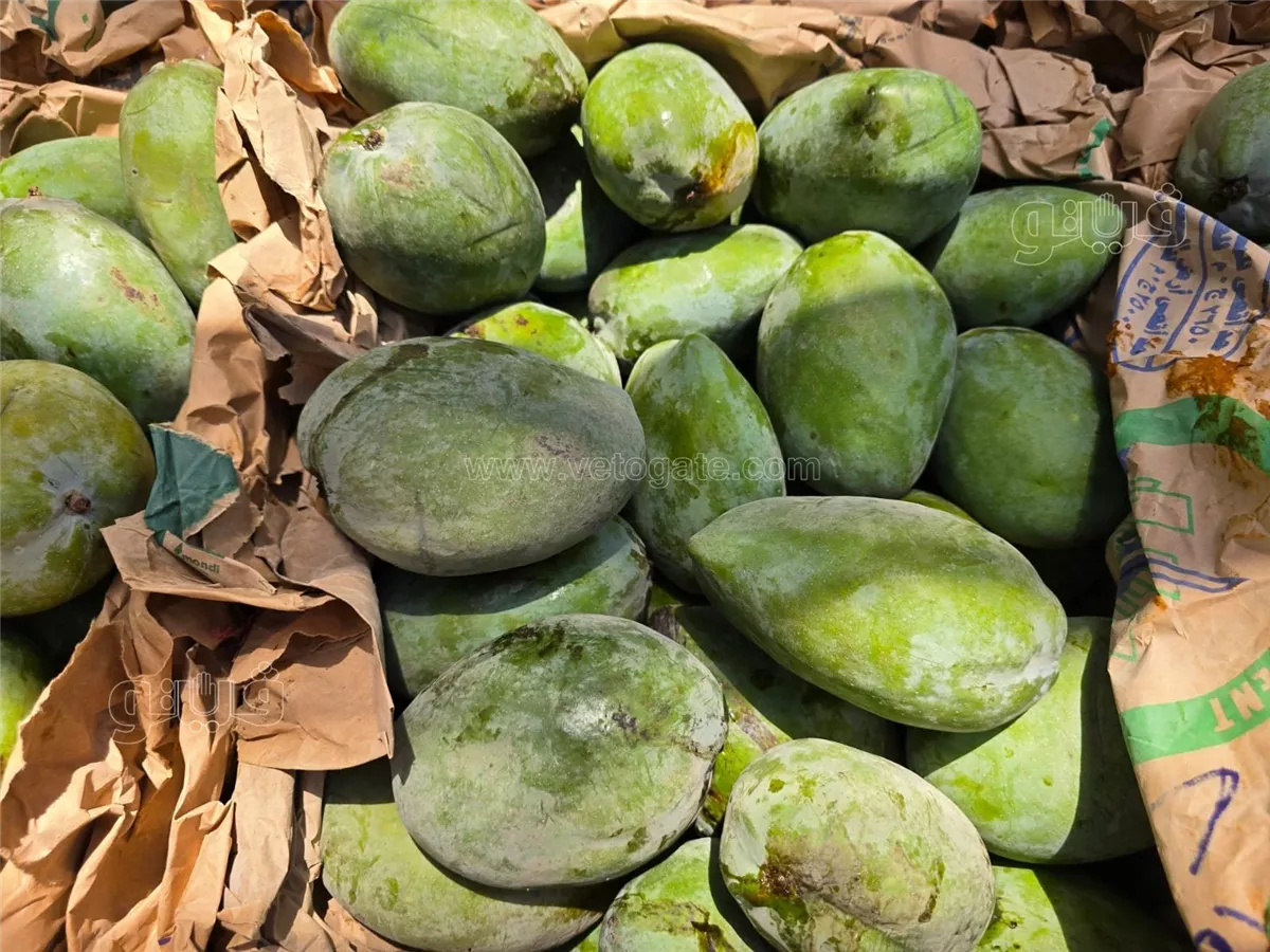 <strong>سعر المانجو اليوم في سوق العبور، فيتو</strong>