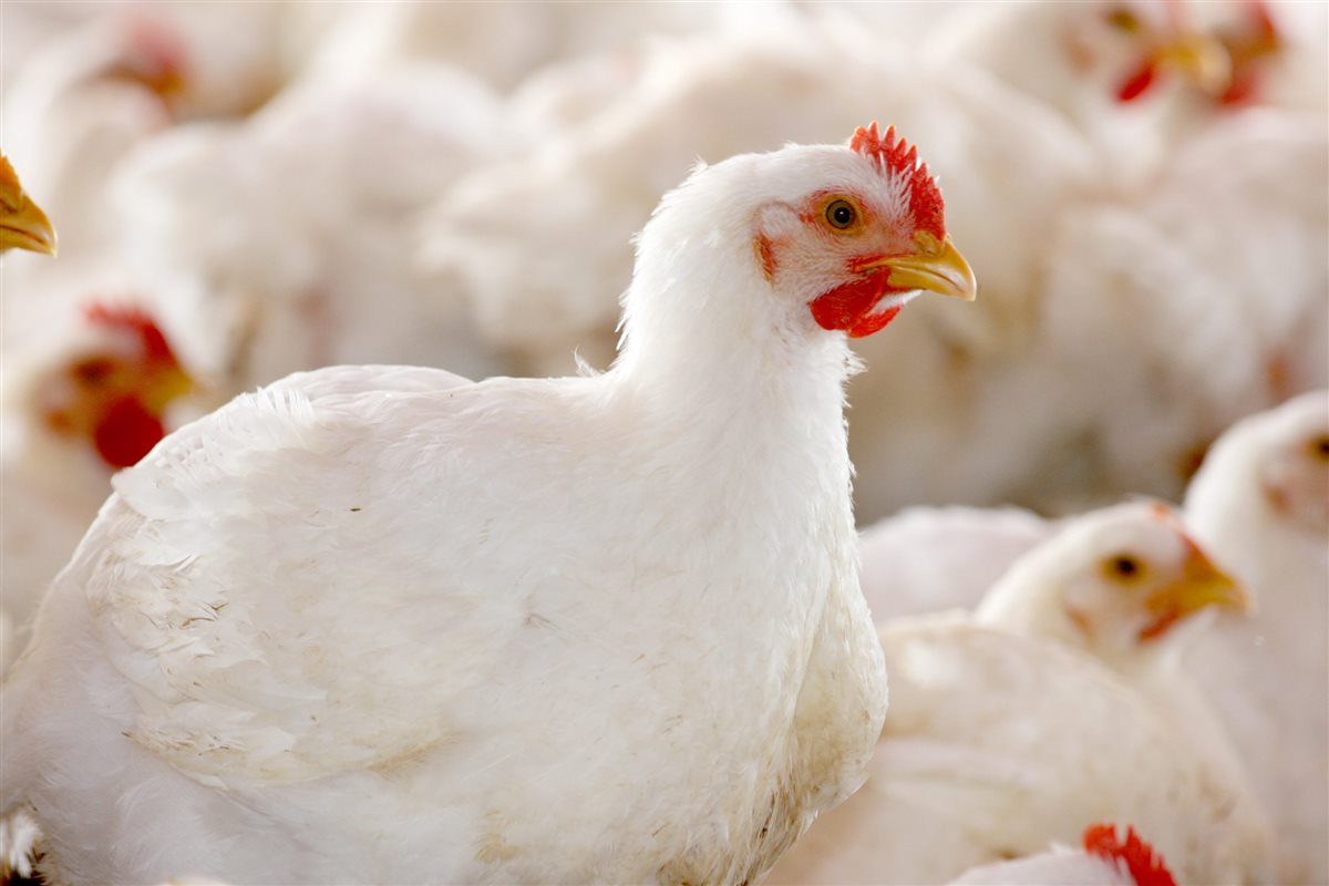 <strong>أسعار الفراخ اليوم، فيتو</strong>