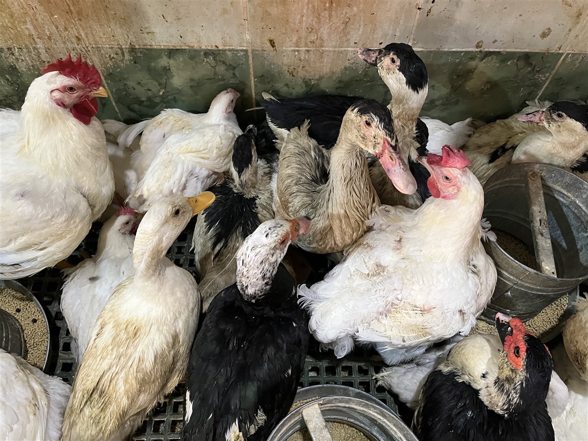 اسعار الدواجن اليوم بمحافظة البحيرة، فيتو