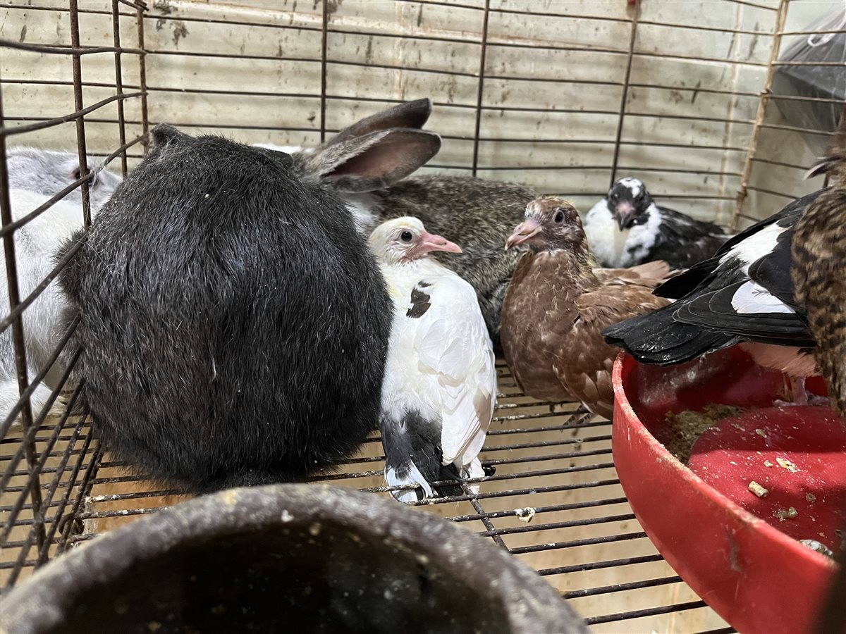 اسعار الدواجن اليوم بمحافظة البحيرة، فيتو