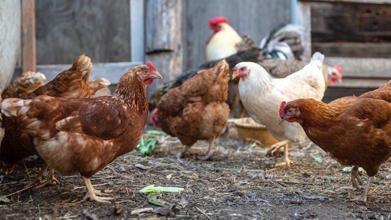 <strong>أسعار الفراخ اليوم، فيتو</strong>