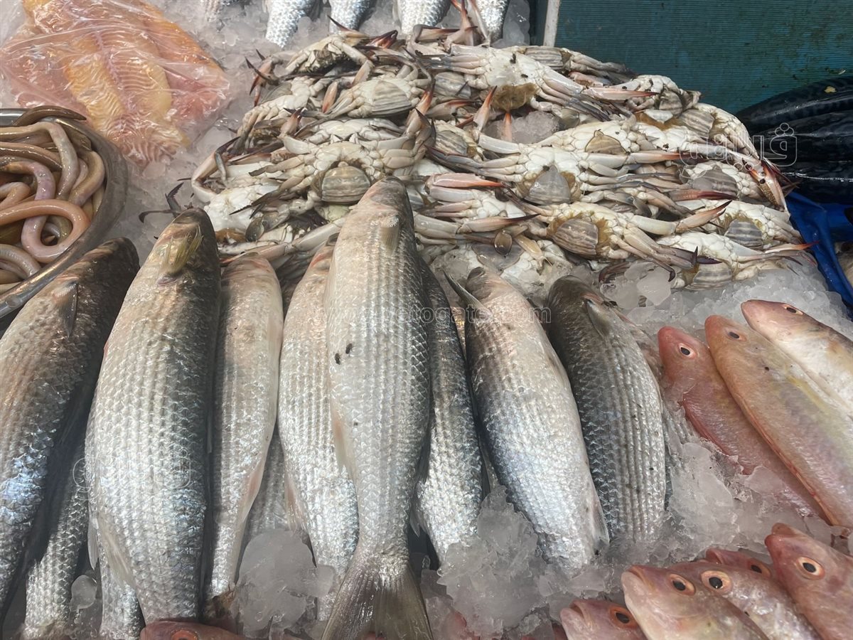 <strong>سعر السمك اليوم </strong>