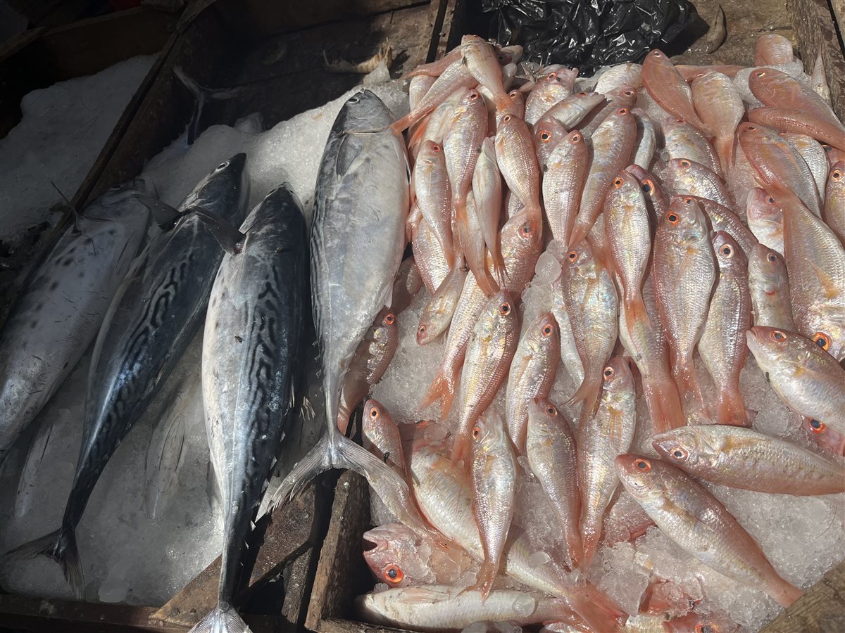 اسعار الأسماك بالبحيرة، فيتو