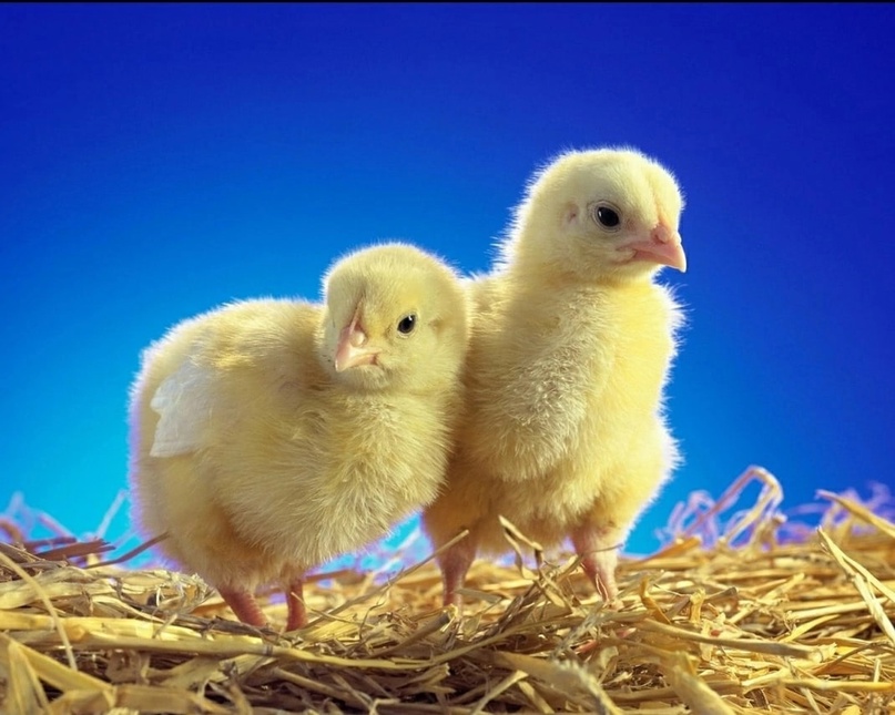 <strong>سعر الكتكوت اليوم</strong>