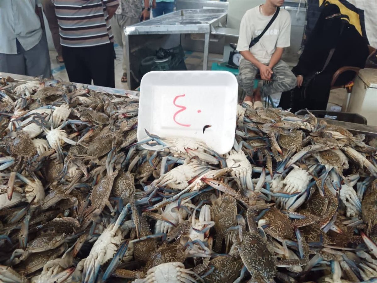أسعار الأسماك في مبادرة الإسماعيلية، فيتو