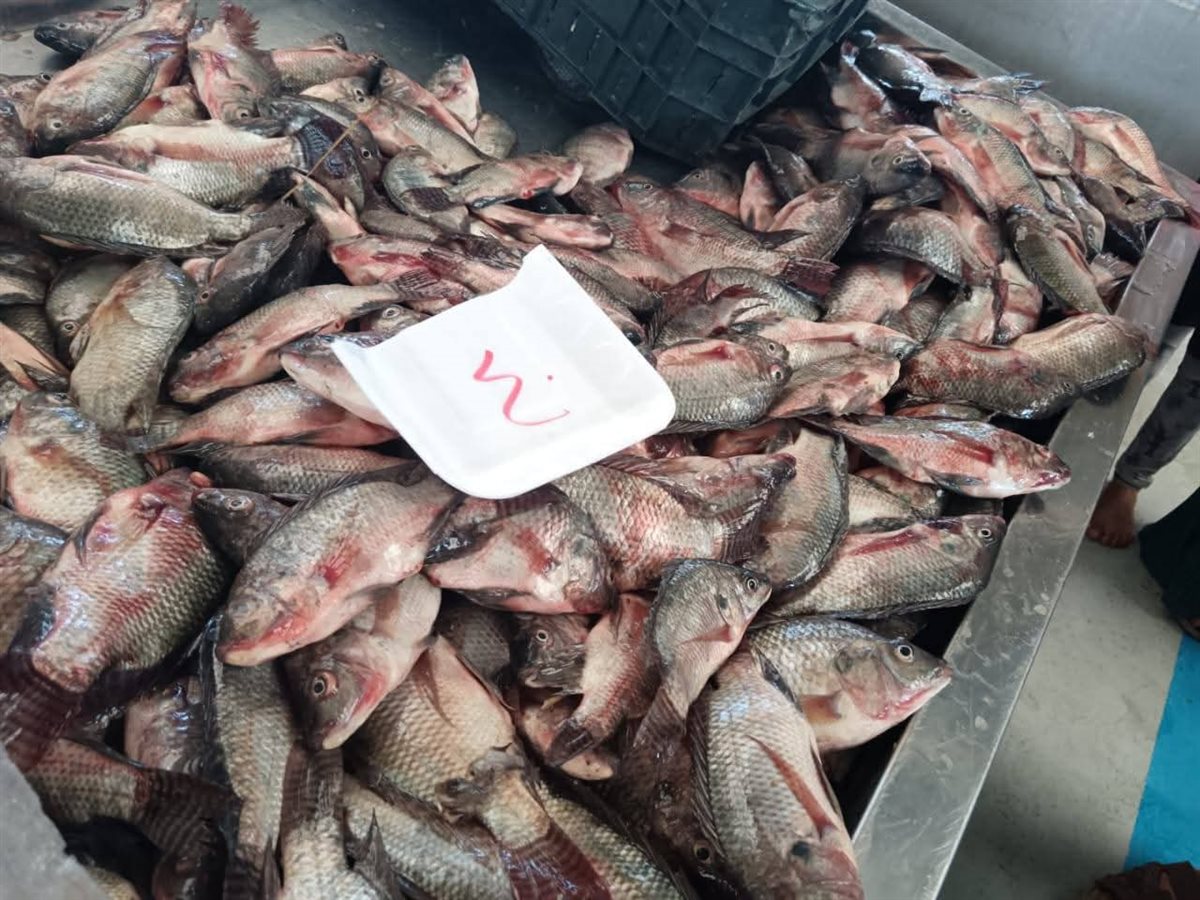 أسعار الأسماك في مبادرة الإسماعيلية، فيتو