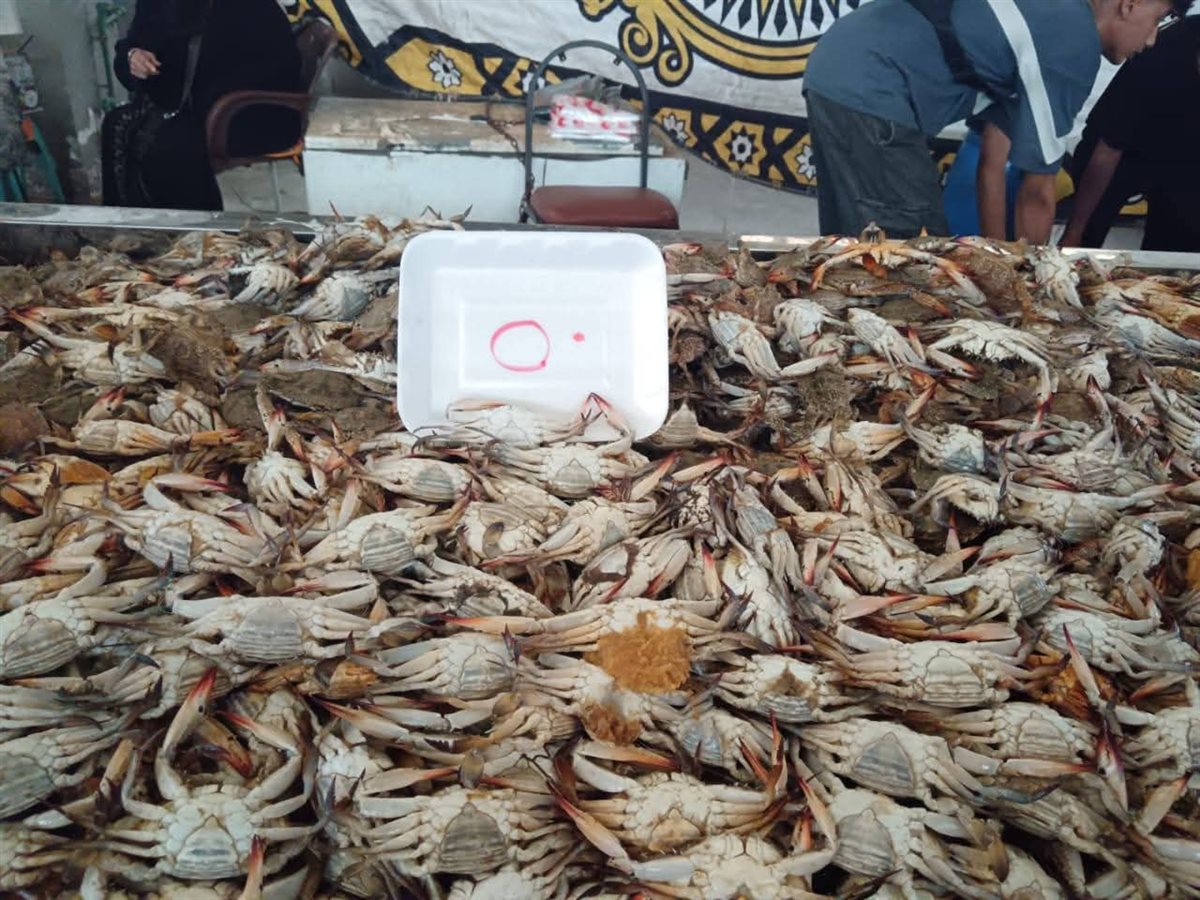 أسعار الأسماك في مبادرة الإسماعيلية، فيتو