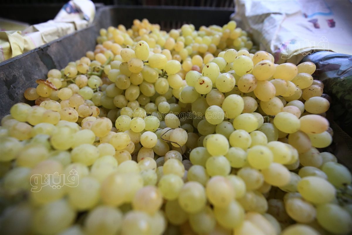 <strong>سعر الفاكهة</strong>