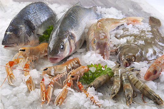 <strong>سعر السمك اليوم </strong>