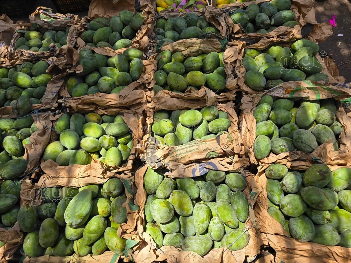 <strong>سعر المانجو اليوم في سوق العبور، فيتو</strong>