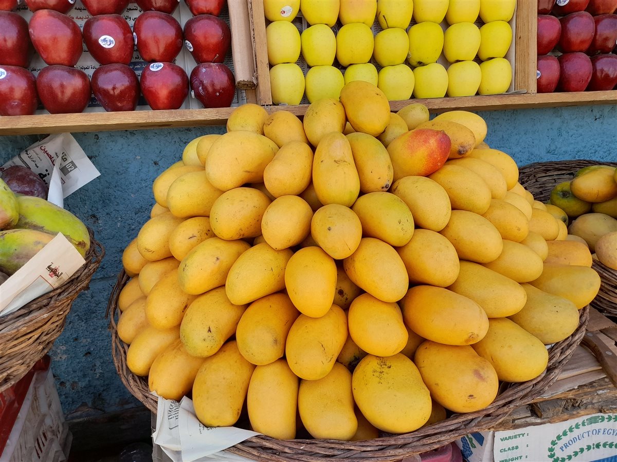 أسعار المانجو اليوم
