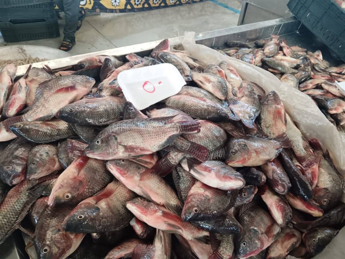 أسعار الأسماك في مبادرة الإسماعيلية، فيتو