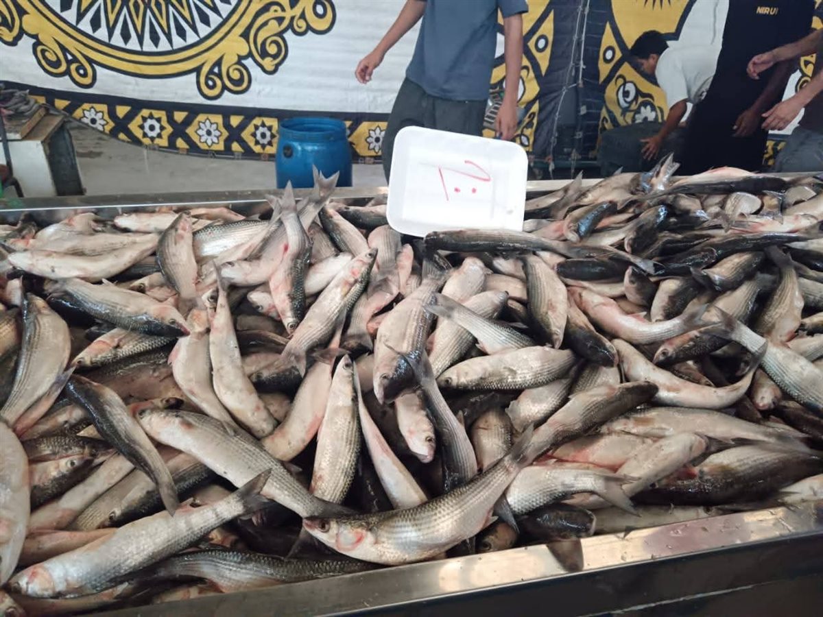 أسعار الأسماك في مبادرة الإسماعيلية، فيتو