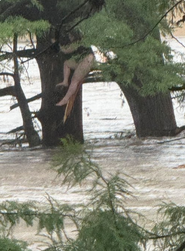 أيرين بقيت على جزع شجرة لإنقاذها، فيتو