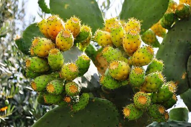 التين الشوكي لصحتك