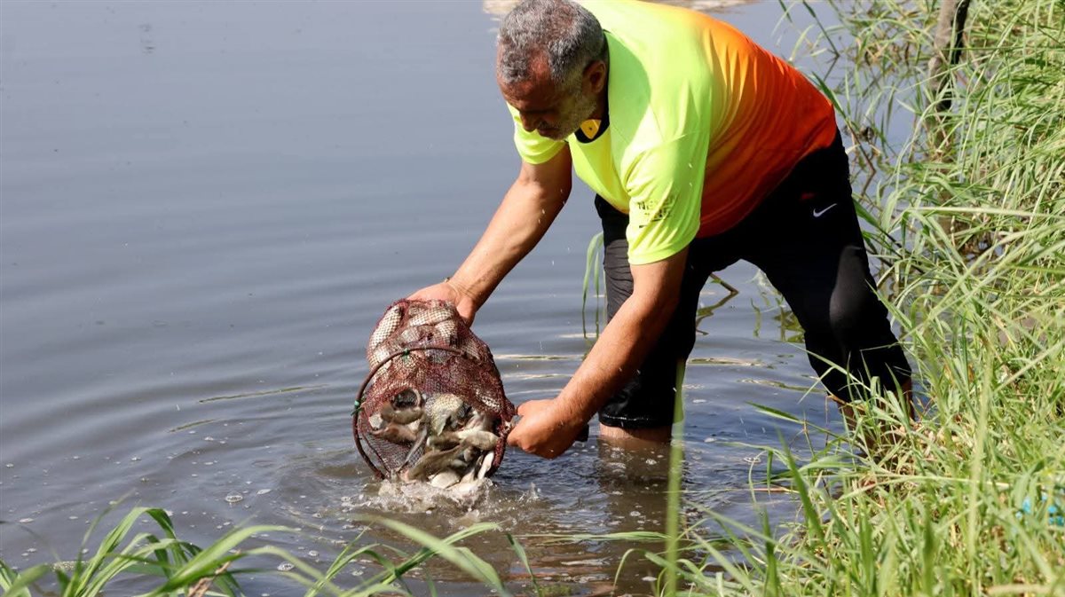 جانب من إنزال الزريعة، فيتو