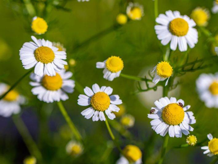 فوائد البابونج للصحة