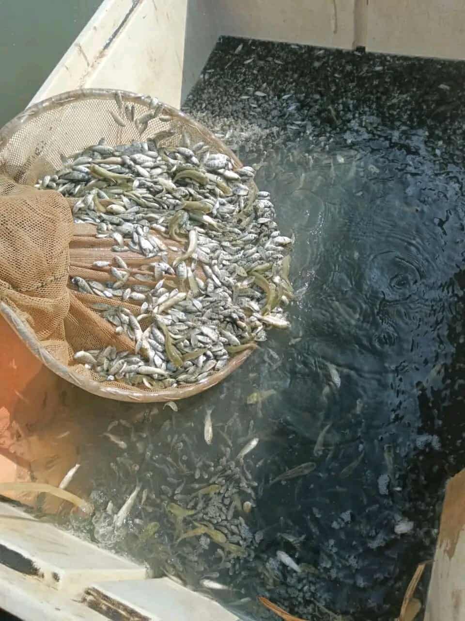 إنزال 600 ألف زريعة بلطي ومبروك بثلاثة مسطحات مائية بالشرقية لتعزيز الثروة السمكية،فيتو