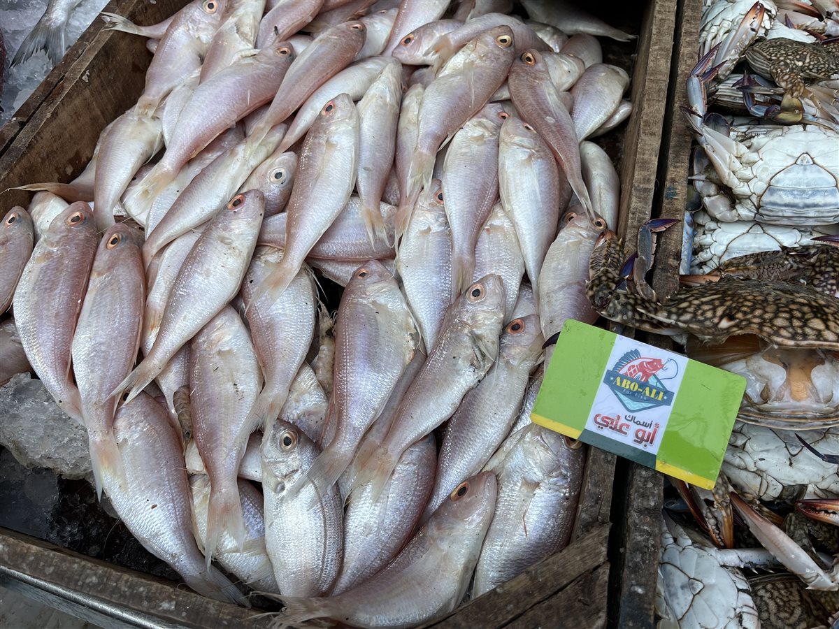 أسعار الأسماك بمحافظة البحيرة، فيتو