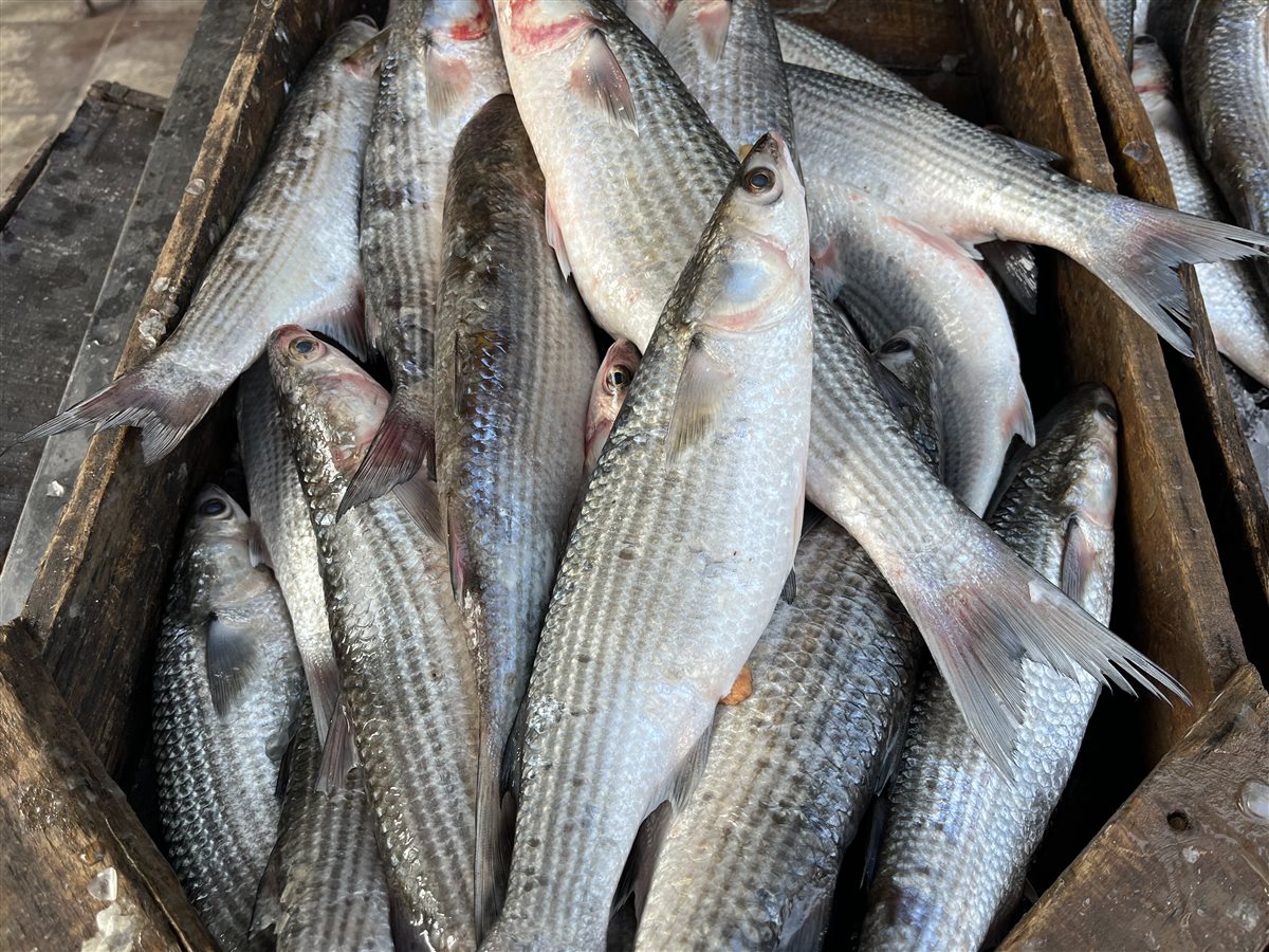 أسعار الأسماك بمحافظة البحيرة، فيتو