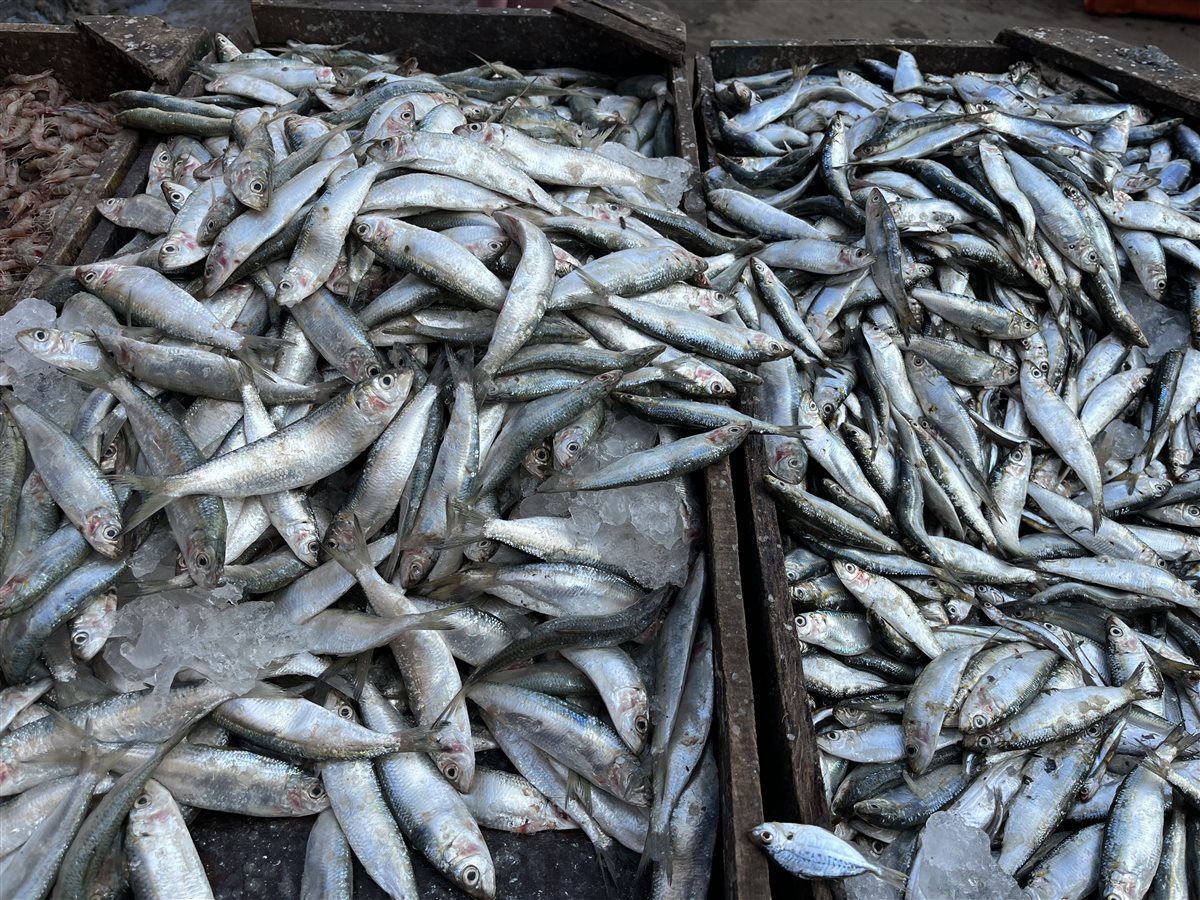 أسعار الأسماك بمحافظة البحيرة، فيتو