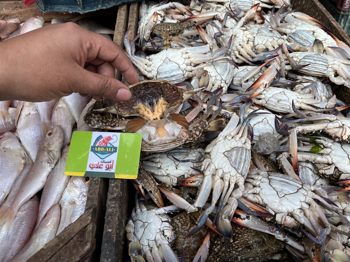أسعار الأسماك بمحافظة البحيرة، فيتو