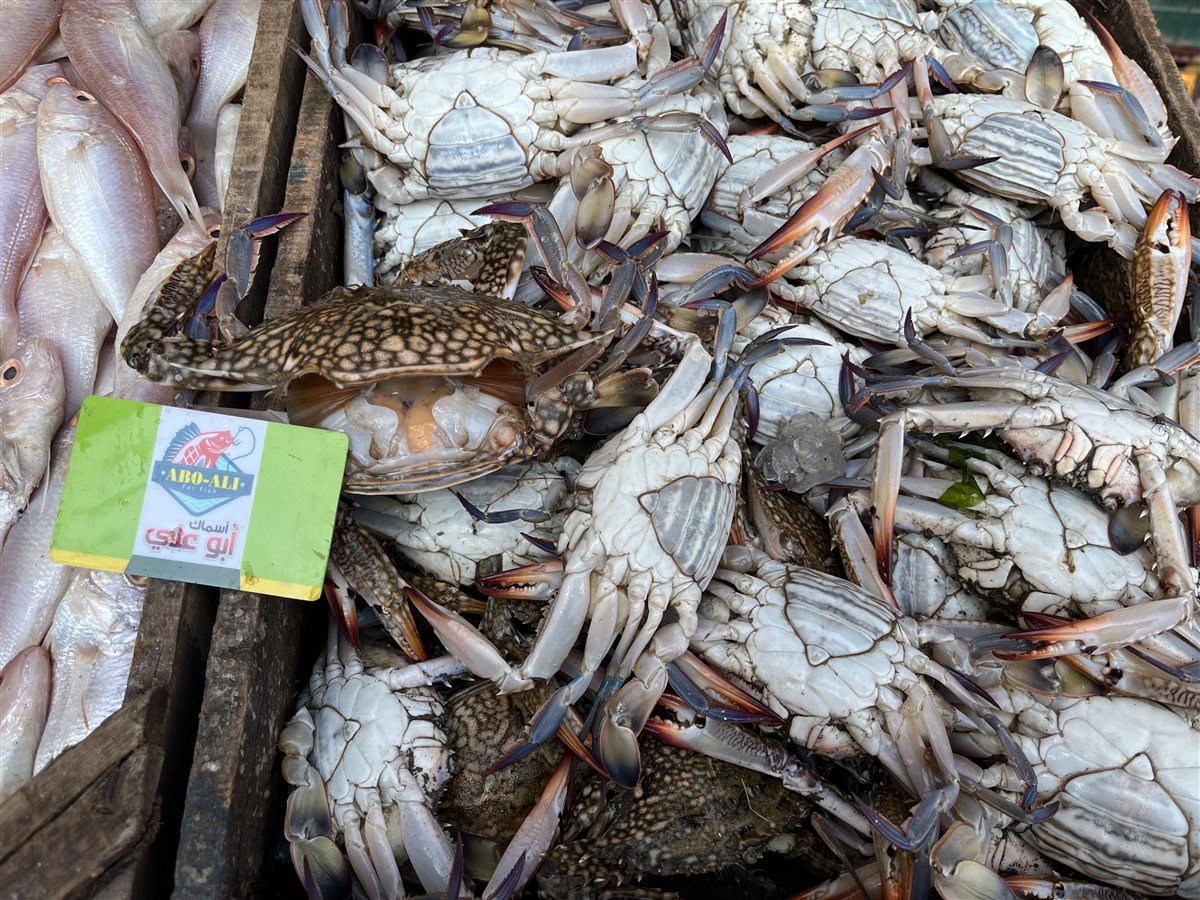 أسعار الأسماك بمحافظة البحيرة، فيتو