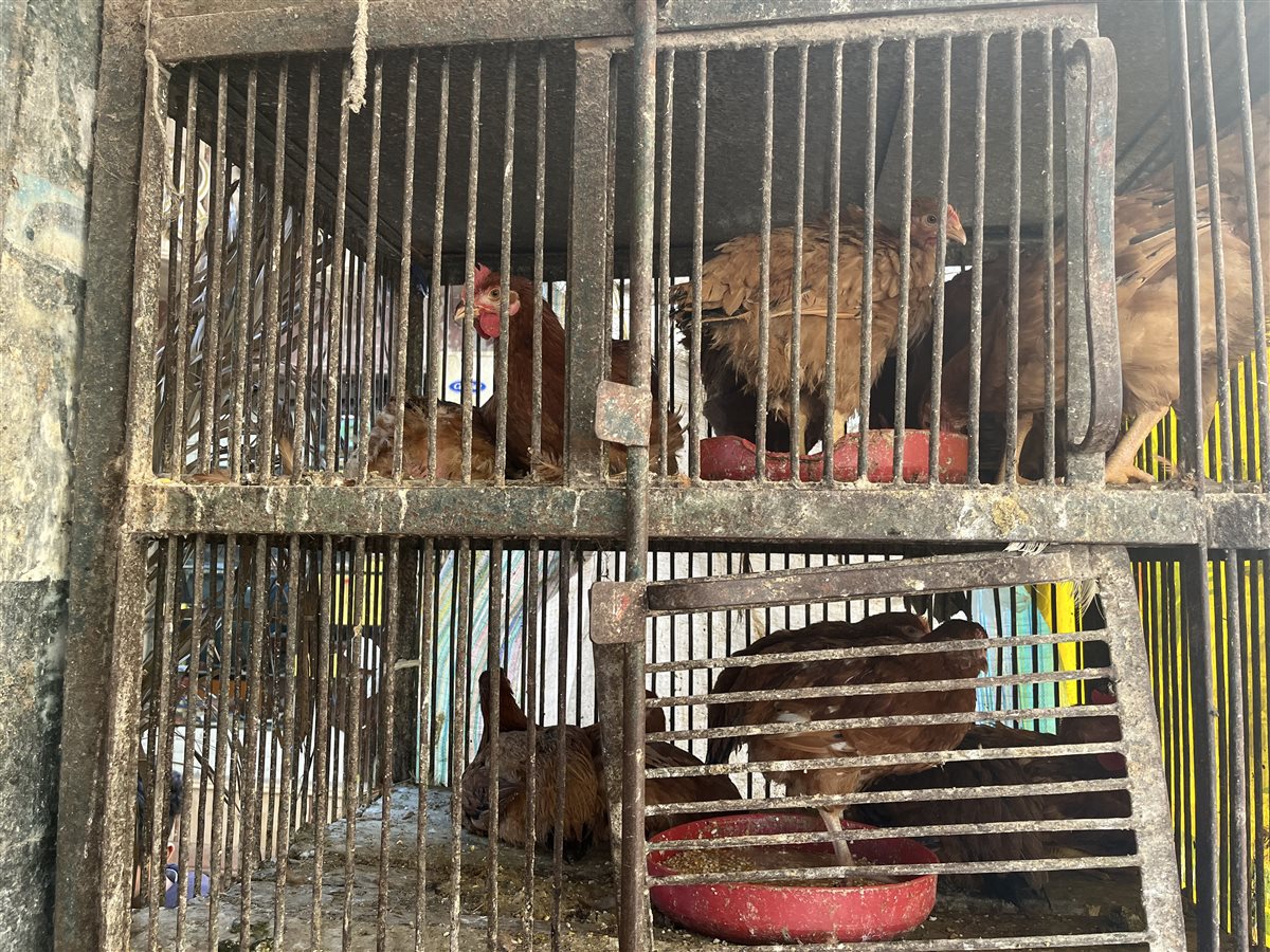 اسعار الدواجن اليوم بمحافظة البحيرة، فيتو