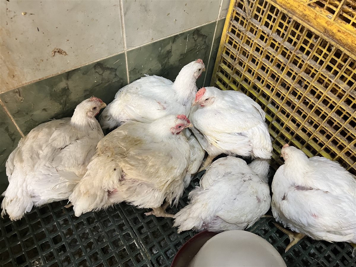 اسعار الدواجن اليوم بمحافظة البحيرة، فيتو