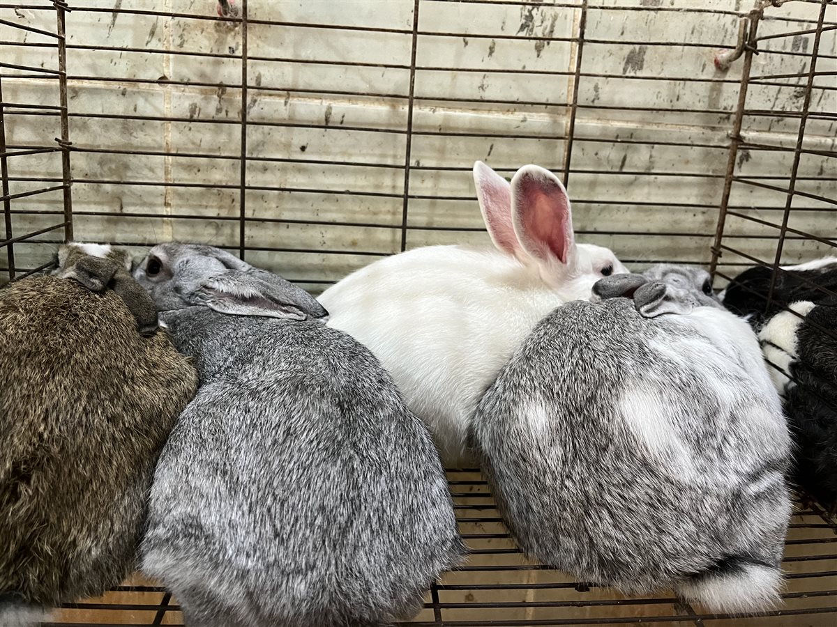 اسعار الدواجن اليوم بمحافظة البحيرة، فيتو