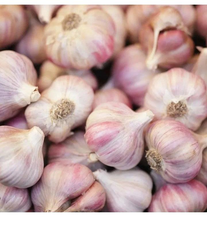 الثوم وفوائده