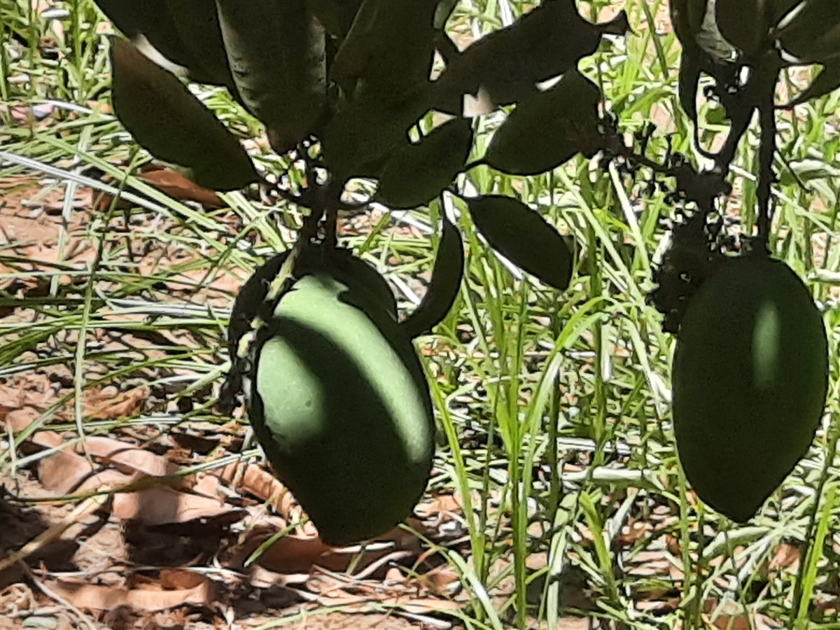 جانب من اللقاء، فيتو