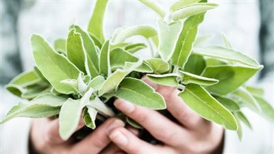 فوائد الميرمية للصحة 