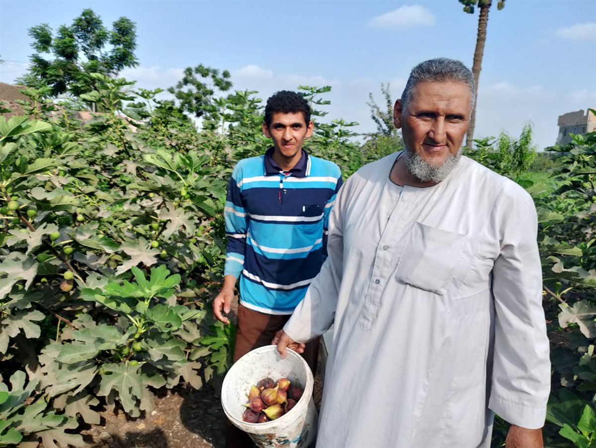 حصاد محصول التين البرشومي بالقليوبية،فيتو