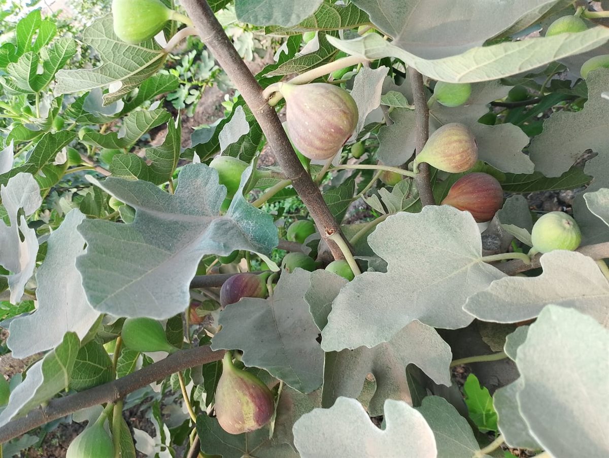 حصاد محصول التين البرشومي بالقليوبية،فيتو