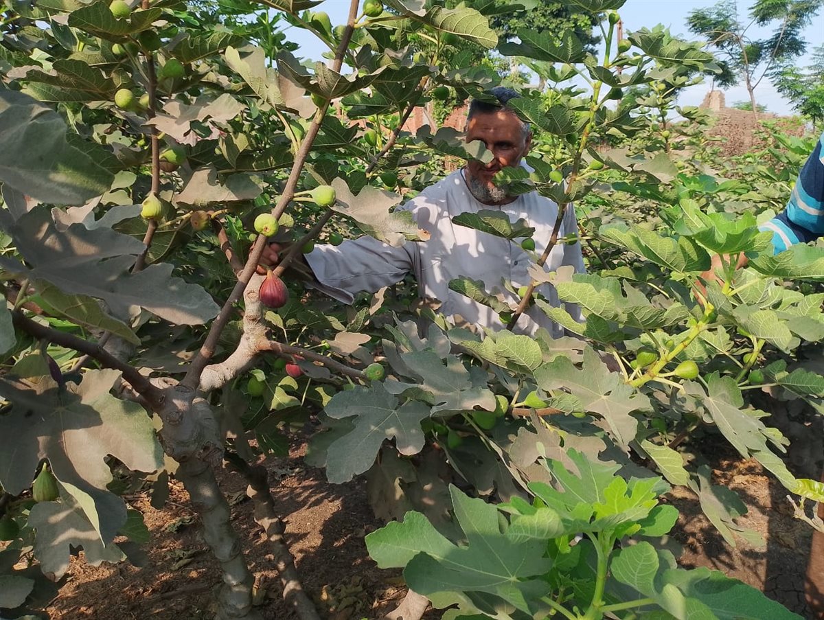 حصاد محصول التين البرشومي بالقليوبية،فيتو