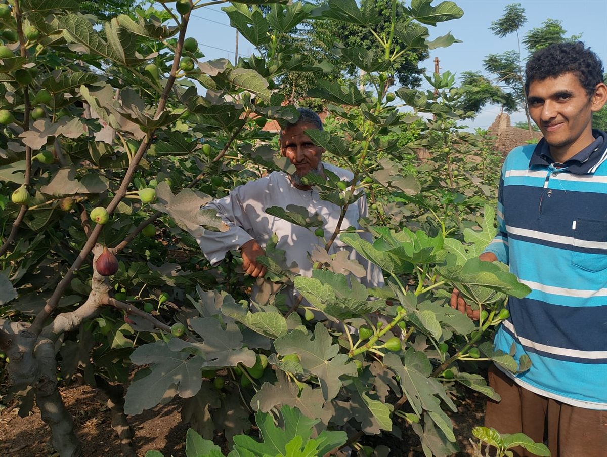حصاد محصول التين البرشومي بالقليوبية،فيتو
