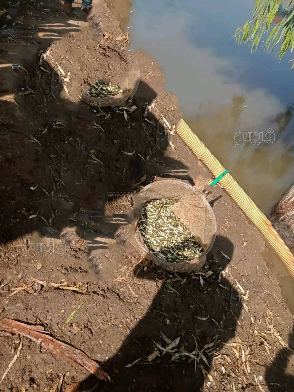 800 ألف زريعة لتنمية الثروة السمكية في الشرقية.. دفعة جديدة من المبروك والبلطي ببحر مويس وأبو الأخضر،فيتو