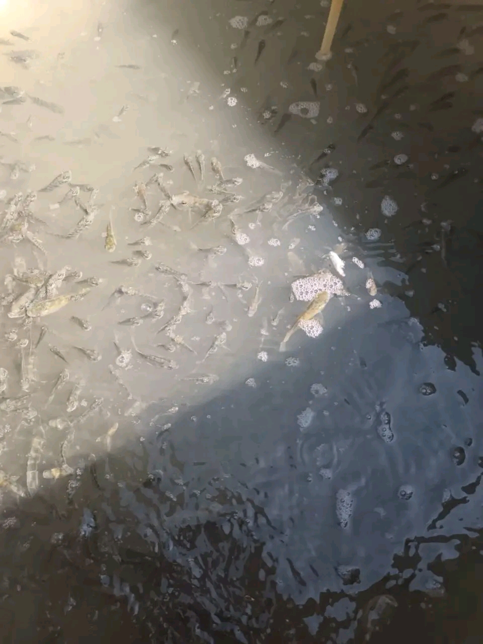 800 ألف زريعة لتنمية الثروة السمكية في الشرقية.. دفعة جديدة من المبروك والبلطي ببحر مويس وأبو الأخضر،فيتو