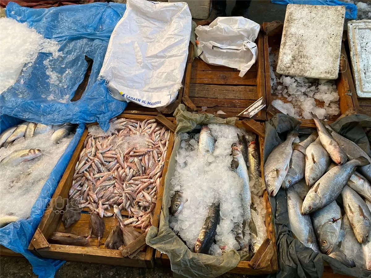 <strong>سعر السمك اليوم </strong>