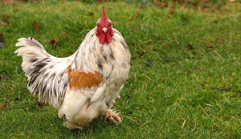 <strong>أسعار الفراخ اليوم، فيتو</strong>