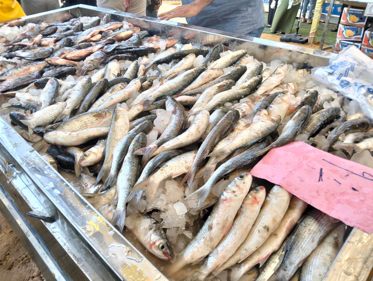 جانب من فعاليات المبادرة، فيتو