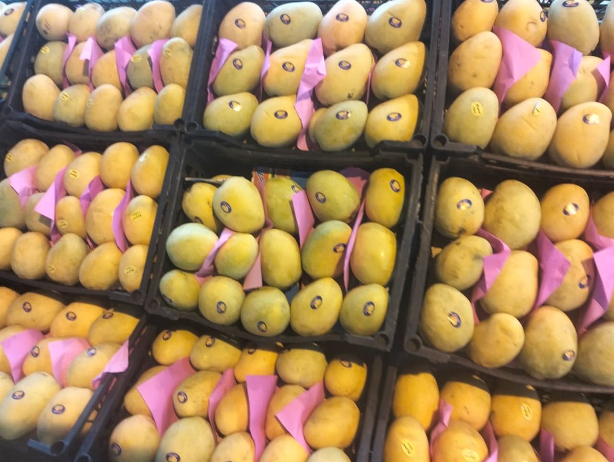 مزاد المانجو بسوق المستقبل بالإسماعيلية، فيتو