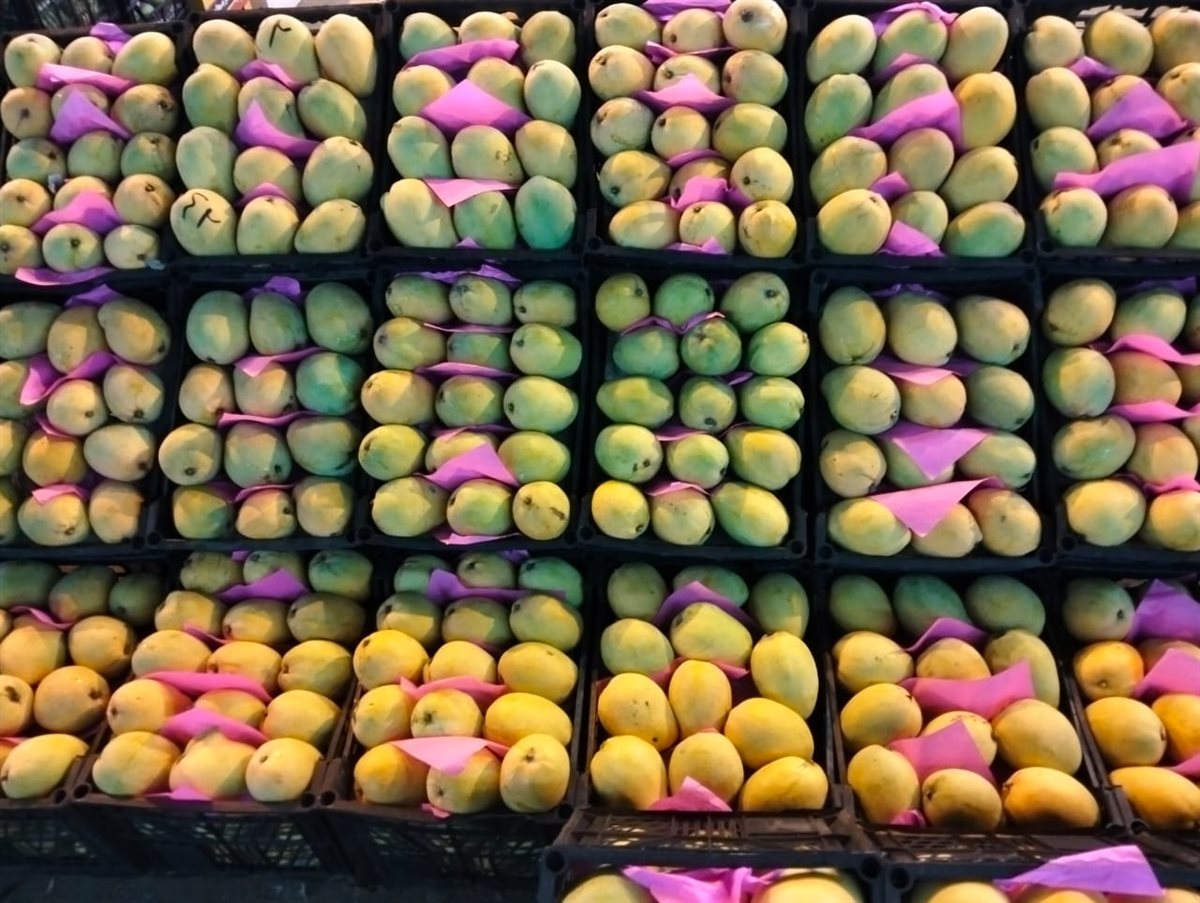 مزاد المانجو بسوق المستقبل بالإسماعيلية، فيتو