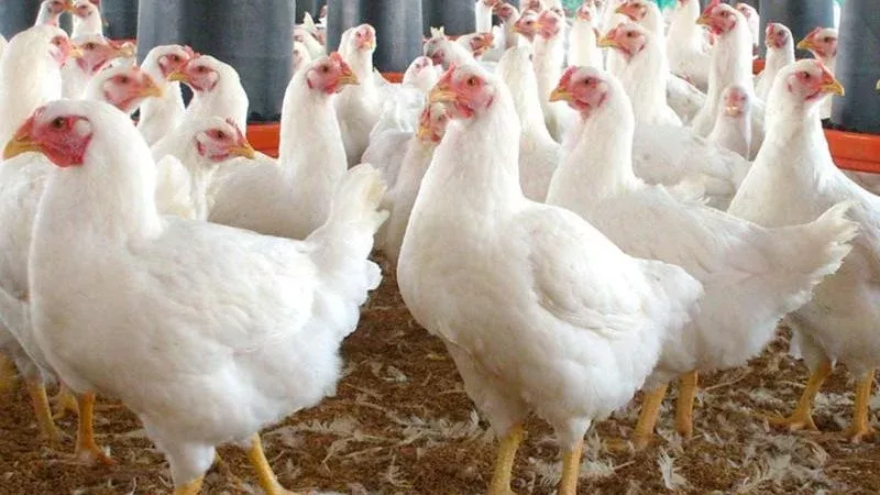 أسعار الفراخ اليوم، فيتو